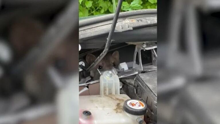 El video de este joven intentando sacar unas comadrejas escondidas en el motor de su coche se hizo viral