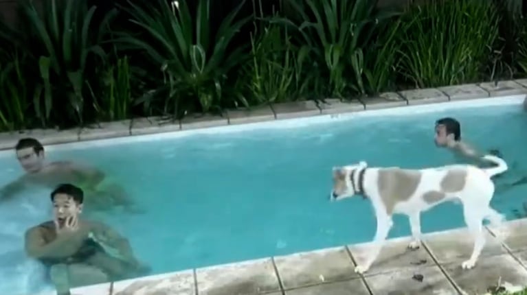 El video del tremendo accidente de Arturo en Gran Hermano: el perro se cayó a la pileta y Bautista lo salvó