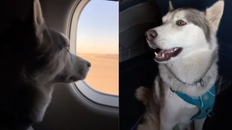 El vuelo en avión de este Husky como perro de apoyo se ha hecho viral en TikTok con casi 9 millones de visualizaciones