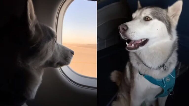 El vuelo en avión de este Husky como perro de apoyo se ha hecho viral en TikTok con casi 9 millones de visualizaciones