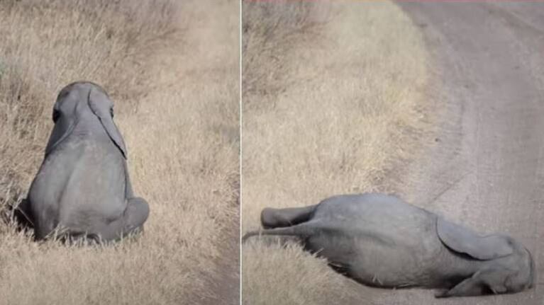 Elefante bebé le hace berrinche a su mamá y se vuelve tendencia