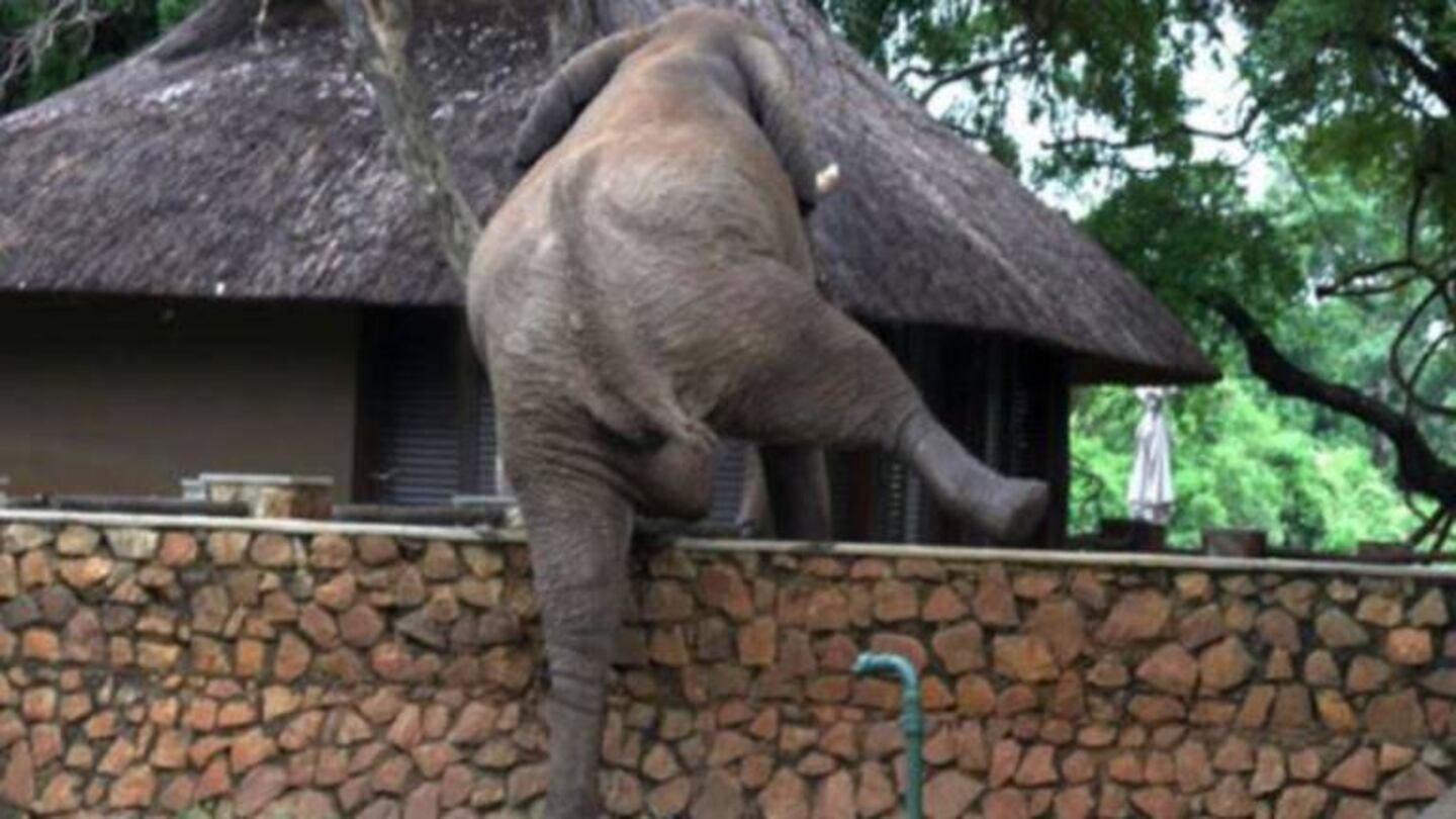 Elefante ingresó a un hotel para ‘robar’ mangos y el video se volvió viral