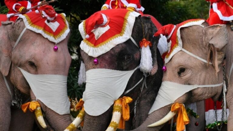 Elefantes vestidos de Papá Noel reparten mascarillas en una escuela de Tailandia