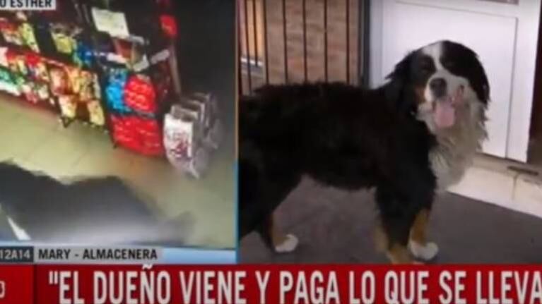 Emo, el perro que “roba” en un almacén y ahora tiene cuenta corriente