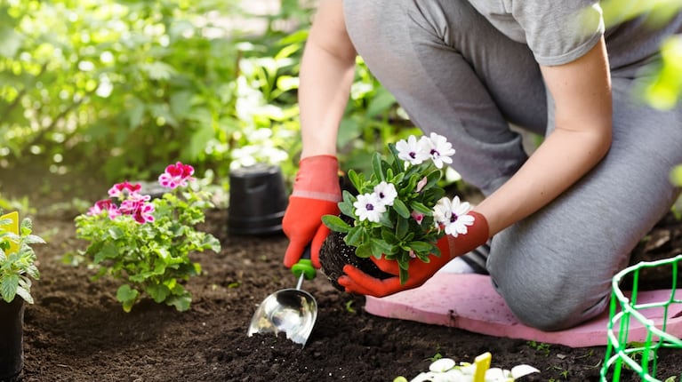 En muchos casos, lo mejor es transplantar una planta para que mejore su estado. Foto: Adobe Stock