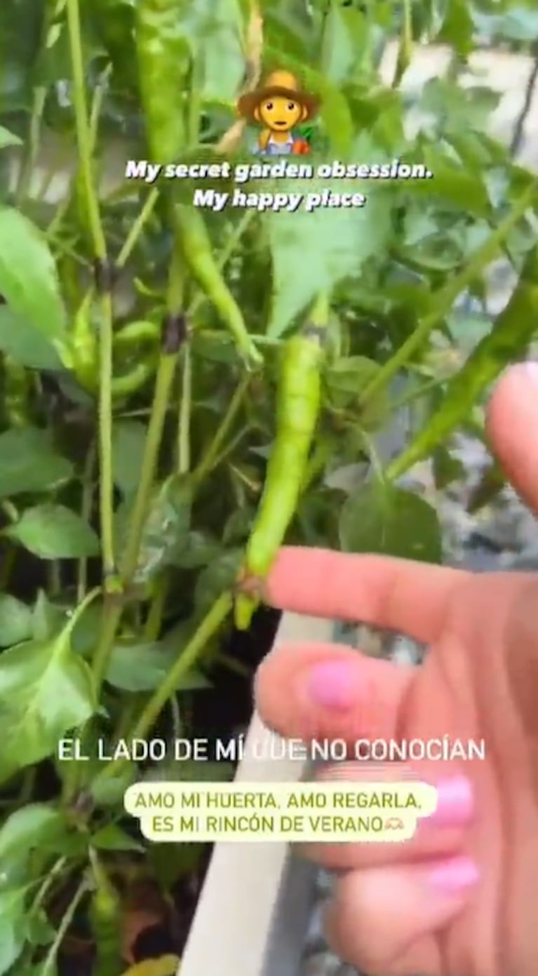 En su huerta, Luisana tiene plantas de kale, morrones verdes, tomates que todavía no están para ser cosechados, zucchinis y chiles.