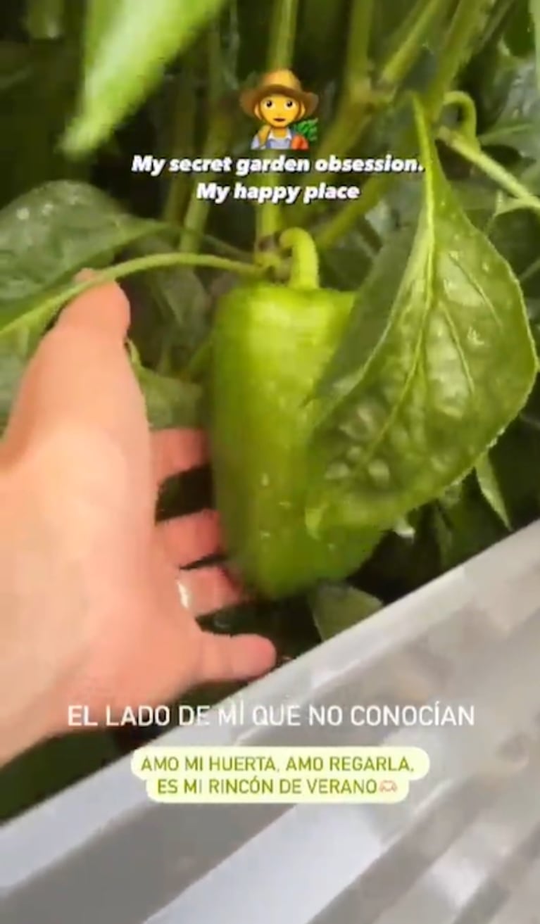 En su huerta, Luisana tiene plantas de kale, morrones verdes, tomates que todavía no están para ser cosechados, zucchinis y chiles.