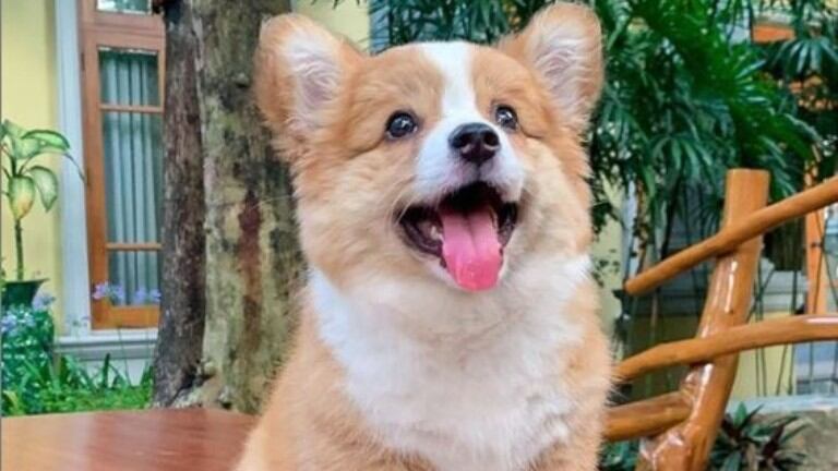 Enamora: este tierno perrito provoca suspiros en las redes sociales