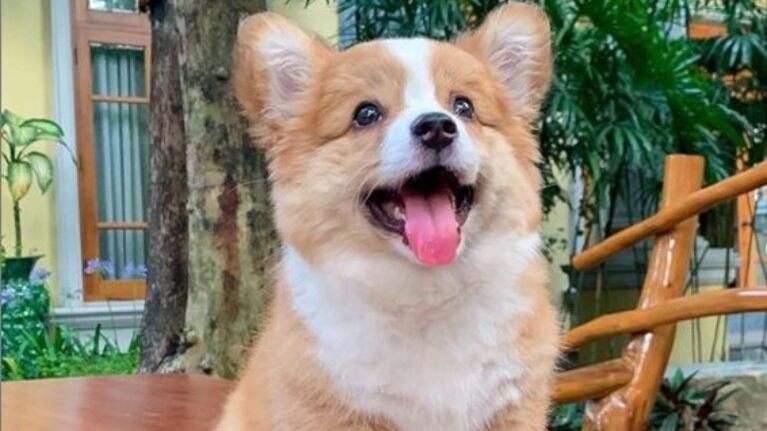 Enamora: este tierno perrito provoca suspiros en las redes sociales