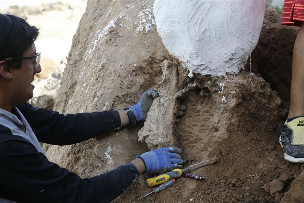 Encontraron un perezoso gigante de más de tres millones de años en Mar del Plata