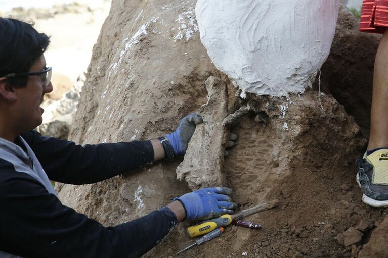 Encontraron un perezoso gigante de más de tres millones de años en Mar del Plata
