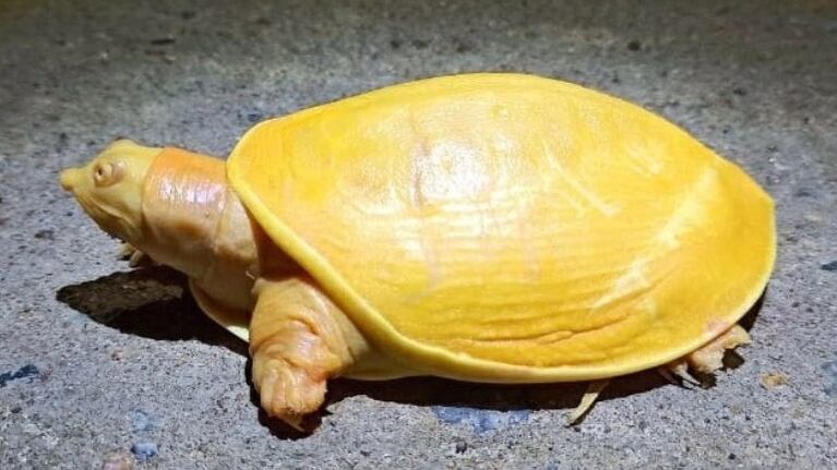 Encontraron una tortuga amarilla en una playa de la India
