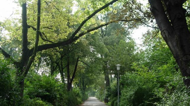 Encuentran a abuela perdida arriba de la copa de un árbol