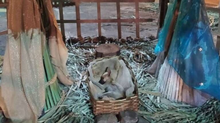 Encuentran a cachorro callejero dormido en un pesebre navideño y le consiguen un nuevo hogar