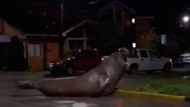 Enorme elefante marino pasea por las calles en ciudad chilena 
