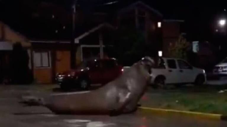 Enorme elefante marino pasea por las calles en ciudad chilena 