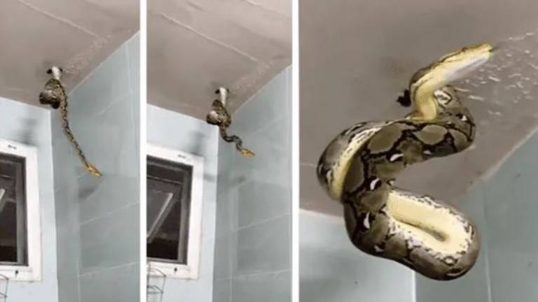 Enorme pitón irrumpe desde el techo mientras un hombre estaba en el baño