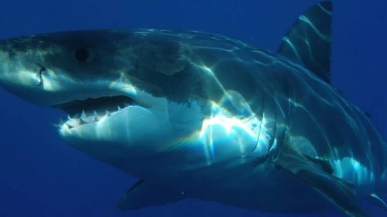 Enorme tiburón blanco aterra a los ocupantes de un bote al morder el motor