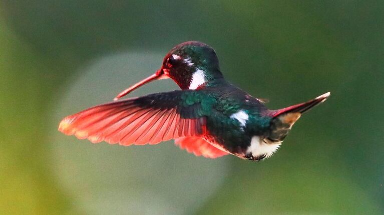 Enseñan a un algoritmo a recrear el canto de los pájaros a partir de su actividad cerebral