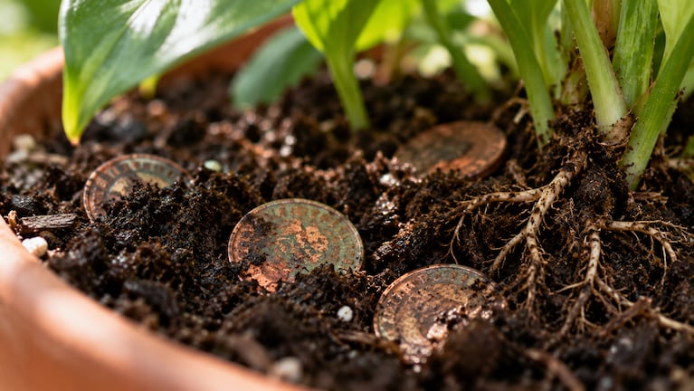 Enterrar monedas en las macetas de las plantas: para qué sirve. Foto: IA