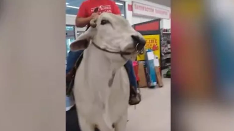 Entra al supermercado en lomo de un toro