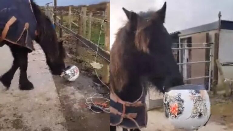 ¿Es éste el poni más travieso del Reino Unido?