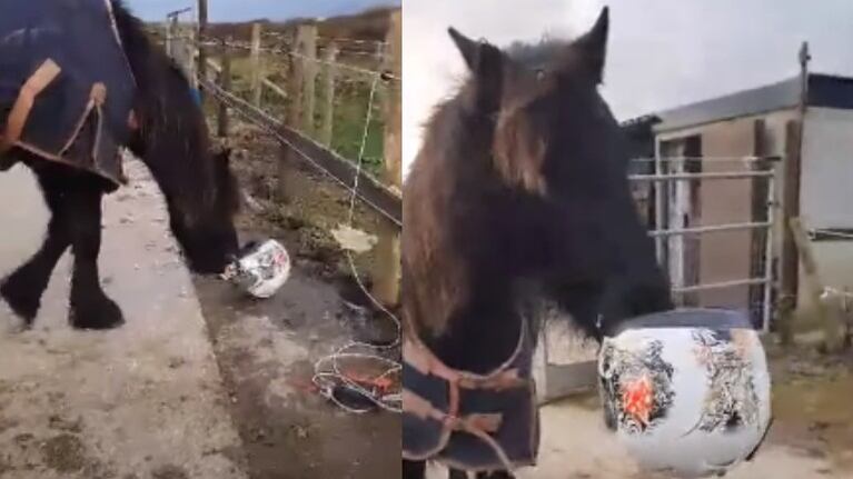 ¿Es éste el poni más travieso del Reino Unido?