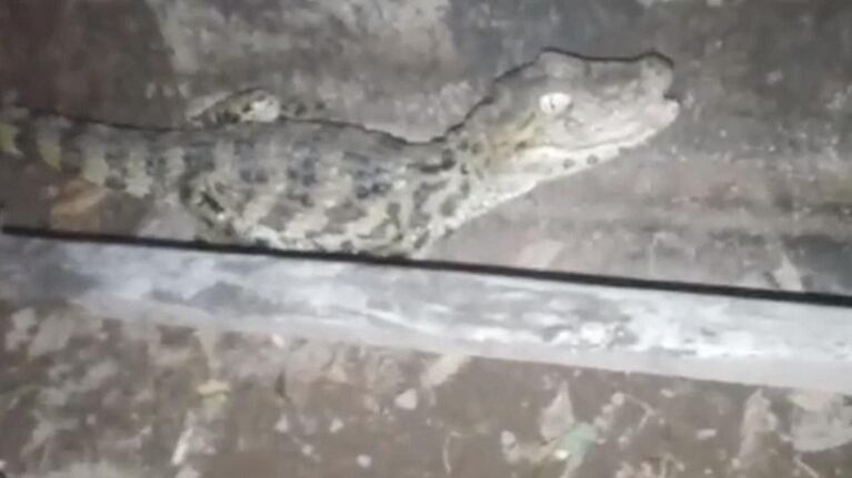  Escuchó ruidos en su casa y al salir al patio se llevó una gran sorpresa