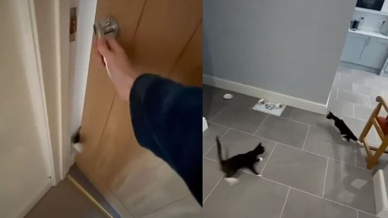 Espectacular carrera de estos dos gatos cuando su dueña los llama a comer