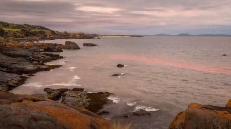 Espectaculares imágenes de la marea de una playa de Tasmania cambiando de rojo a azul fluorescente