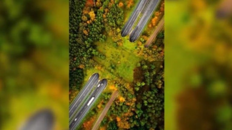 Espectaculares imágenes del ecoducto de Woeste Hoeve, en Países Bajos