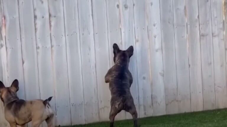 Espiar a sus vecinos es el pasatiempo favorito de este perro