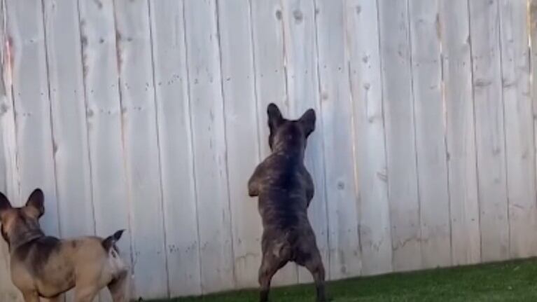 Espiar a sus vecinos es el pasatiempo favorito de este perro