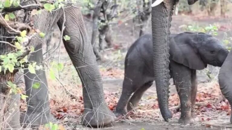 Esta adorable cría de elefante necesita ayuda para incorporarse
