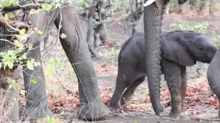 Esta adorable cría de elefante necesita ayuda para incorporarse