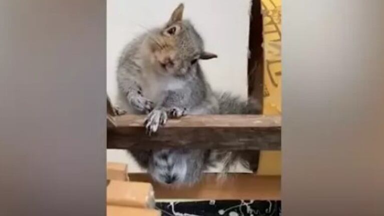 Esta ardilla fue rescatada y cuidada desde muy bebé
