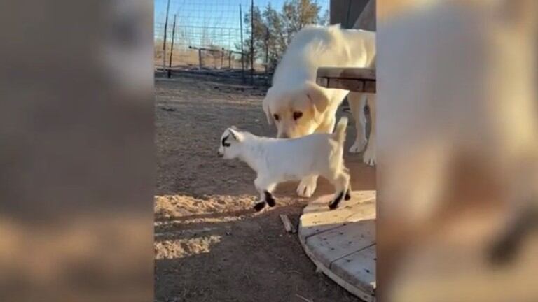 Esta cabra bebé tiene experiencias muy diferentes al conocer al gato de la familia y a dos perros pastores de Maremma