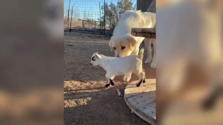 Esta cabra bebé tiene experiencias muy diferentes al conocer al gato de la familia y a dos perros pastores de Maremma