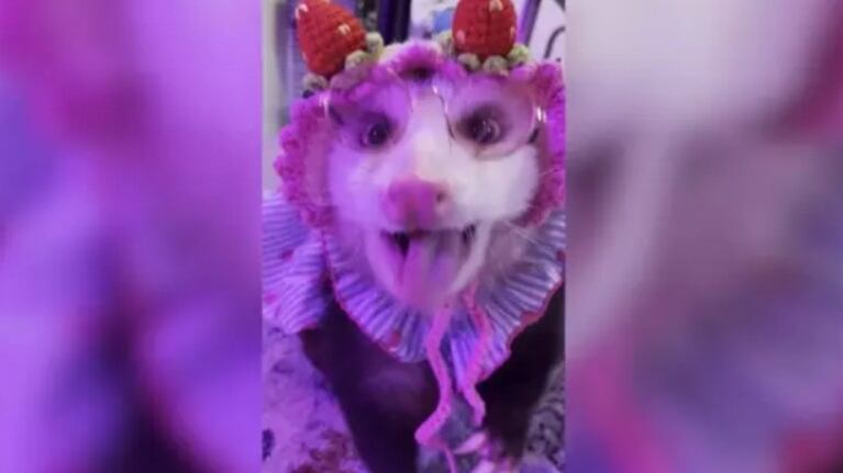 Esta chica da una vida nueva a las zarigüeyas que rescata