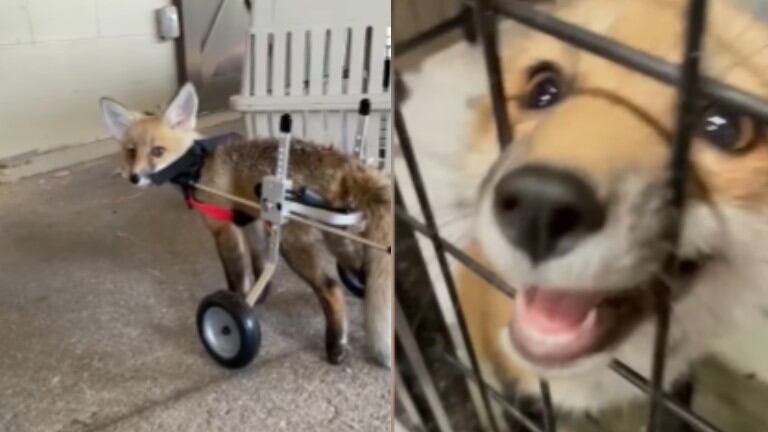 Esta cría de zorro rojo no podía caminar, pero gracias a la terapia en silla de ruedas pronto podrá recuperarse