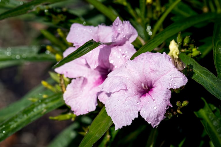 Esta es la planta que los jardineros recomiendan multiplicar en invierno y así llenarte de flores en primavera: es de fácil cuidado. Foto: Freepik