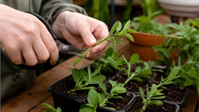 Esta es la planta que los jardineros recomiendan multiplicar en invierno y así llenarte de flores en primavera: es de fácil cuidado. Foto: Freepik