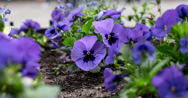 Esta es la planta que los jardineros recomiendan multiplicar en invierno y así llenarte de flores en primavera: es de fácil cuidado. Foto: Freepik