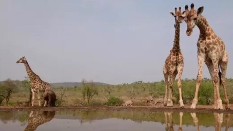 Esta fotógrafa capta unas espectaculares imágenes de animales salvajes en un safari en Sudáfrica