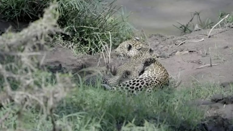 Esta fue la primera lección de natación de dos pequeños leopardos