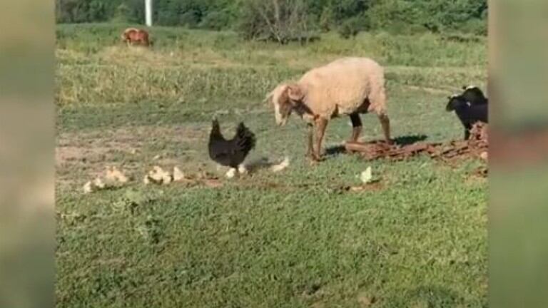 Esta gallina encara a una oveja para proteger a sus pollitos