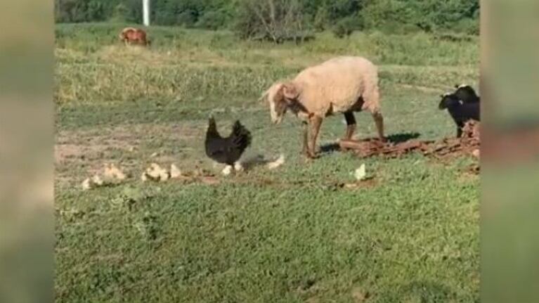 Esta gallina encara a una oveja para proteger a sus pollitos