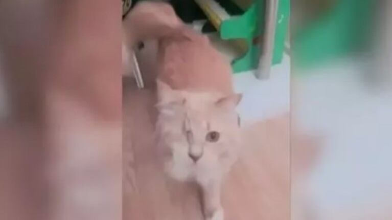 Esta gata a la que le falta un ojo ha demostrado una increíble habilidad tocando el piano