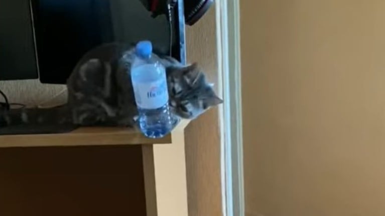 Esta gata ha logrado algo increíble: posar una botella encima de su tapa