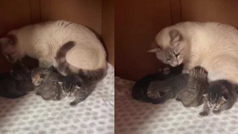 Esta gata rescatada adopta a dos gatitos abandonados en su camada